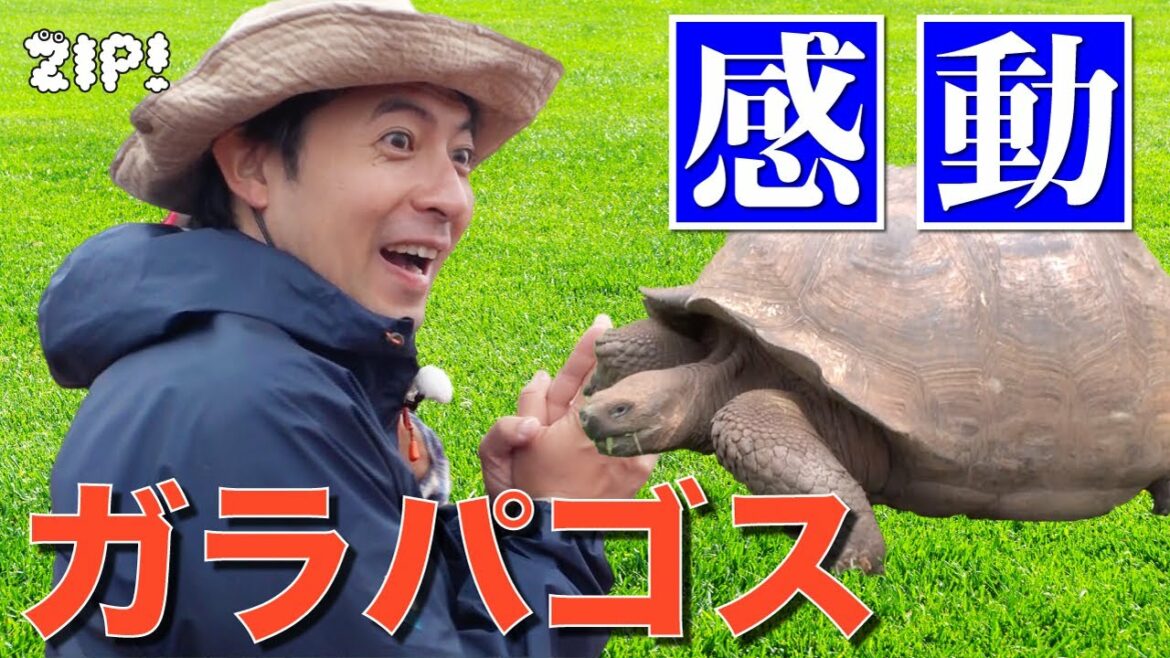 【憧れのガラパゴスに桝アナ感動!!】未公開映像もたっぷりお届け!〜桝アナの折り紙動物園番外編【ZIP!公式チャンネル】