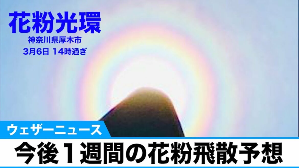 今後１週間の花粉飛散予想