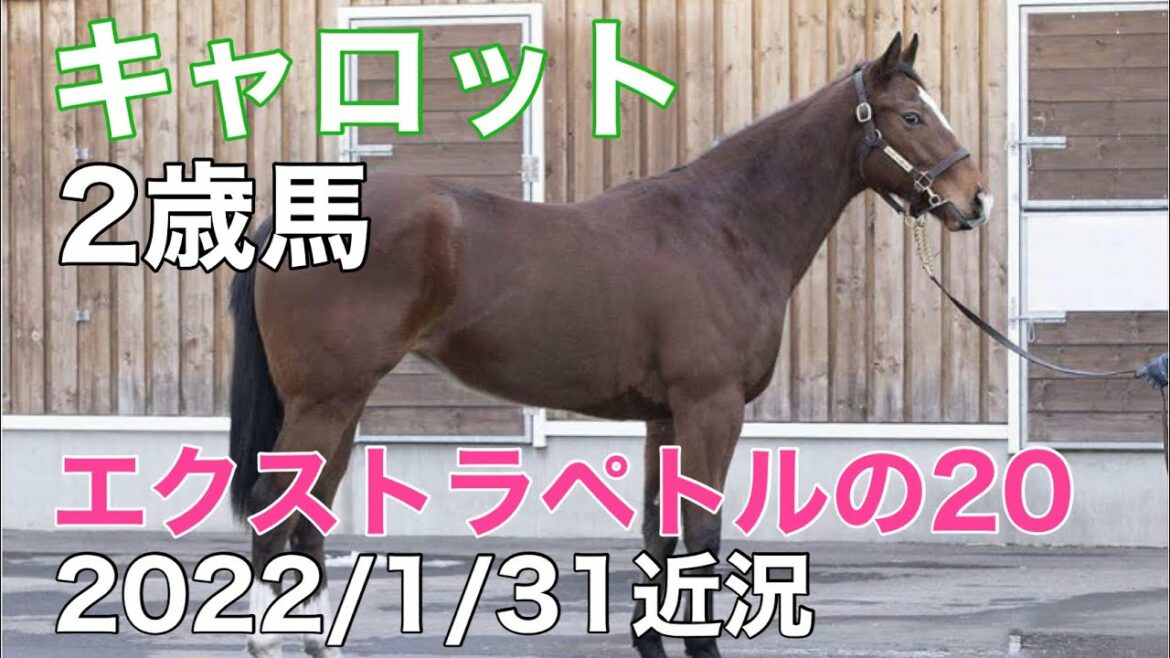 【桜花賞を目指すエクストラペトルの20近況】22/1/31キャロットクラブ