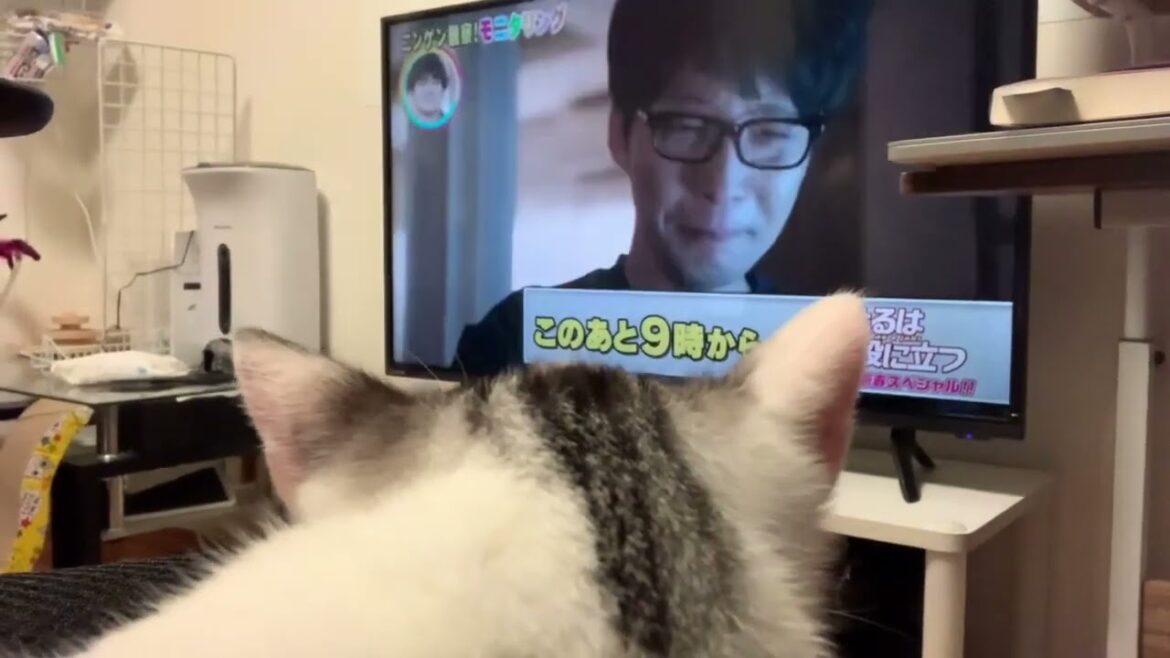 星野源を眺める猫。ガッキーも居たwww 星野源を眺める猫。ガッキーも居たwww