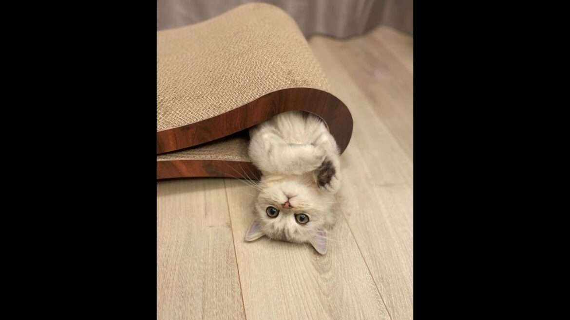【衝撃映像】信じられない体勢でお昼寝するペルシャ猫　Impact video of a cute cat