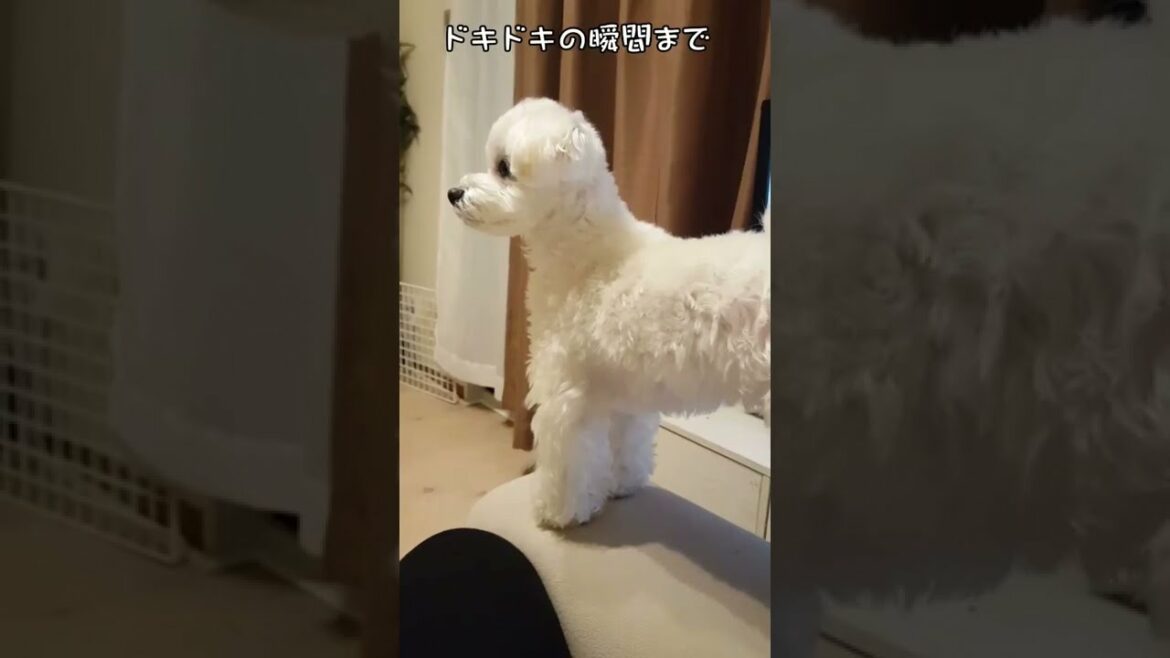 【衝撃映像】あわや大惨事…ハラハラドキドキの白いもふもふ。#shorts #maltese #マルチーズ #犬 #無事でした
