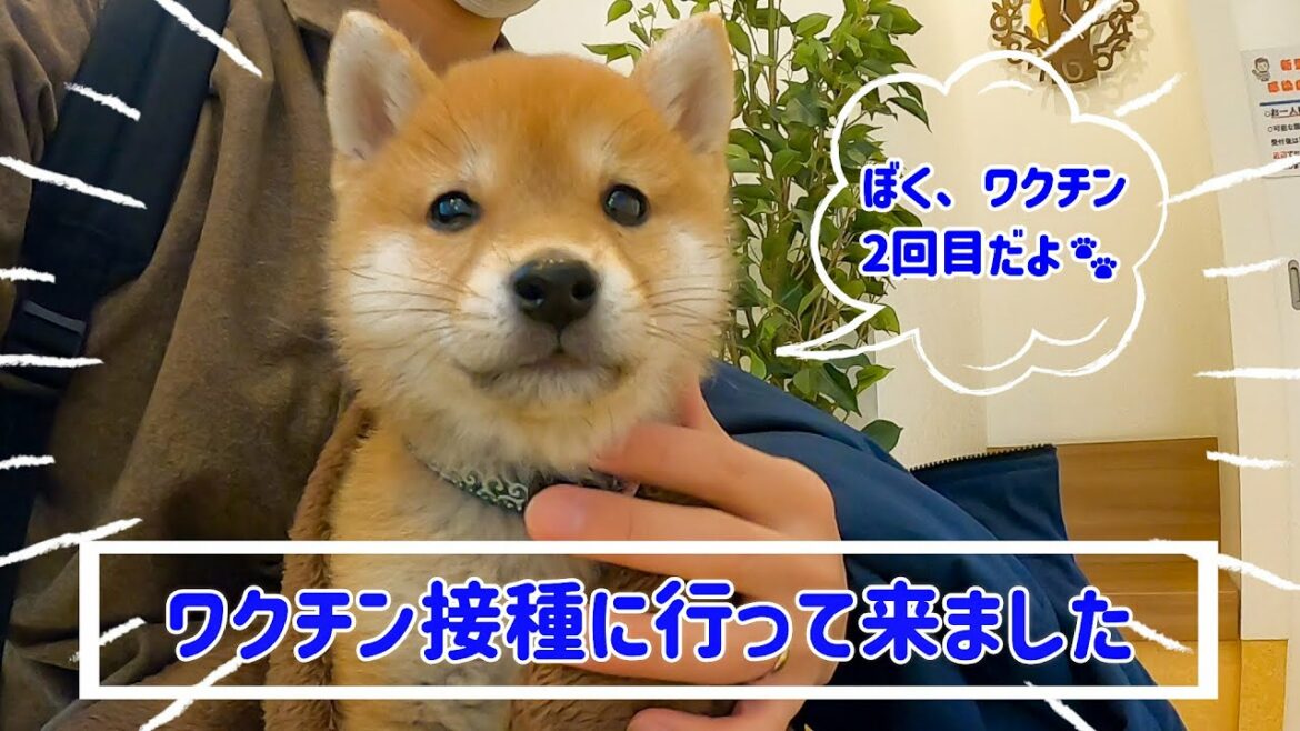 【豆柴】２回目のワクチン接種に行ってきました！【＃5】