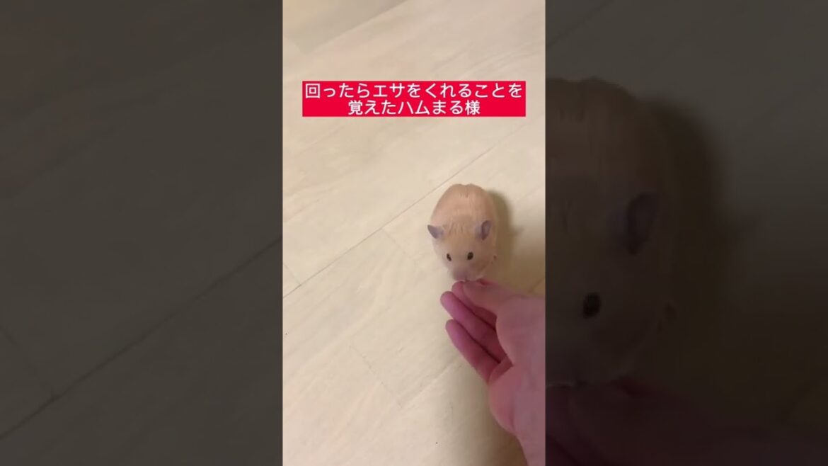 【衝撃映像】ついにハムまる様が覚えてしまいました…Clever hamster.【キンクマハムスター】#shorts
