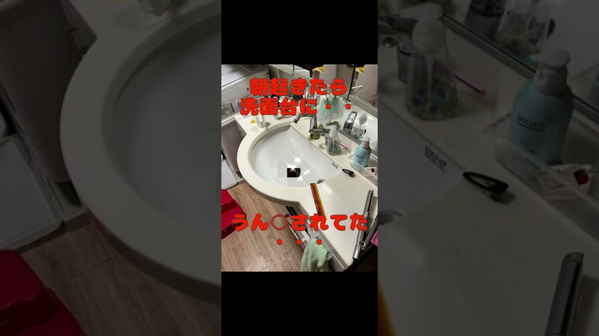 メインクーン　チャチャ　衝撃映像の為、モザイク加工してます。