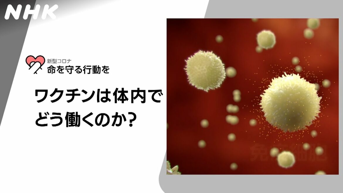[新型コロナウイルス] ワクチンは体内でどう働くのか？ | 命を守る行動を | NHK