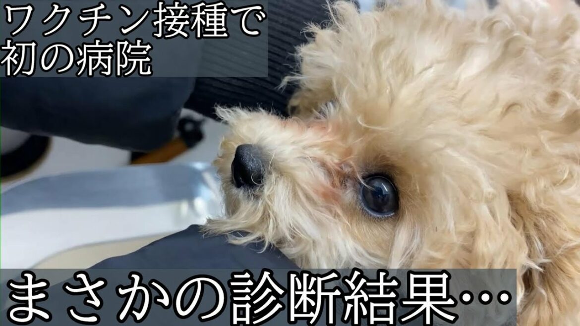 【生後三ヵ月タイニープードル】初めてのワクチン接種でまさかの診断結果が…