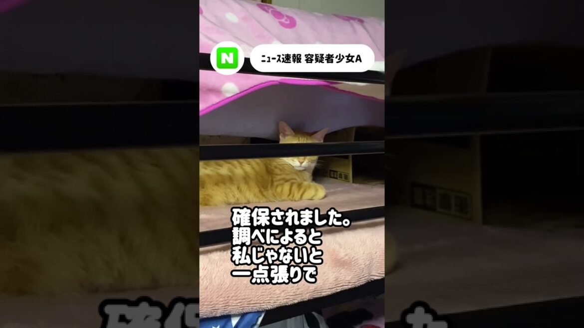 ニュース速報 #shorts#茶トラ #猫 #猫動画 #cat