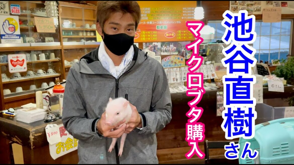 池谷直樹さん、マイクロブタを買う