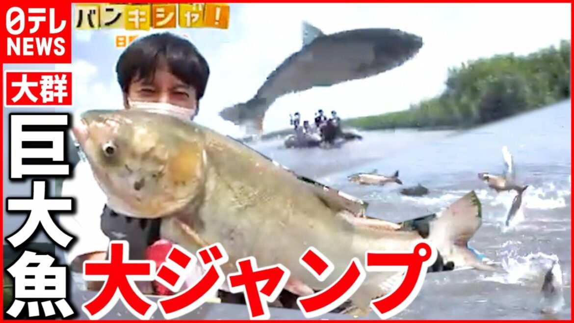 【大群】巨大魚"ハクレン"の大ジャンプを桝キャスターが取材『ベタバリ』