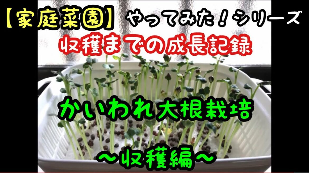 【家庭菜園】かいわれ大根栽培〜収穫まで〜(2022.3.8)