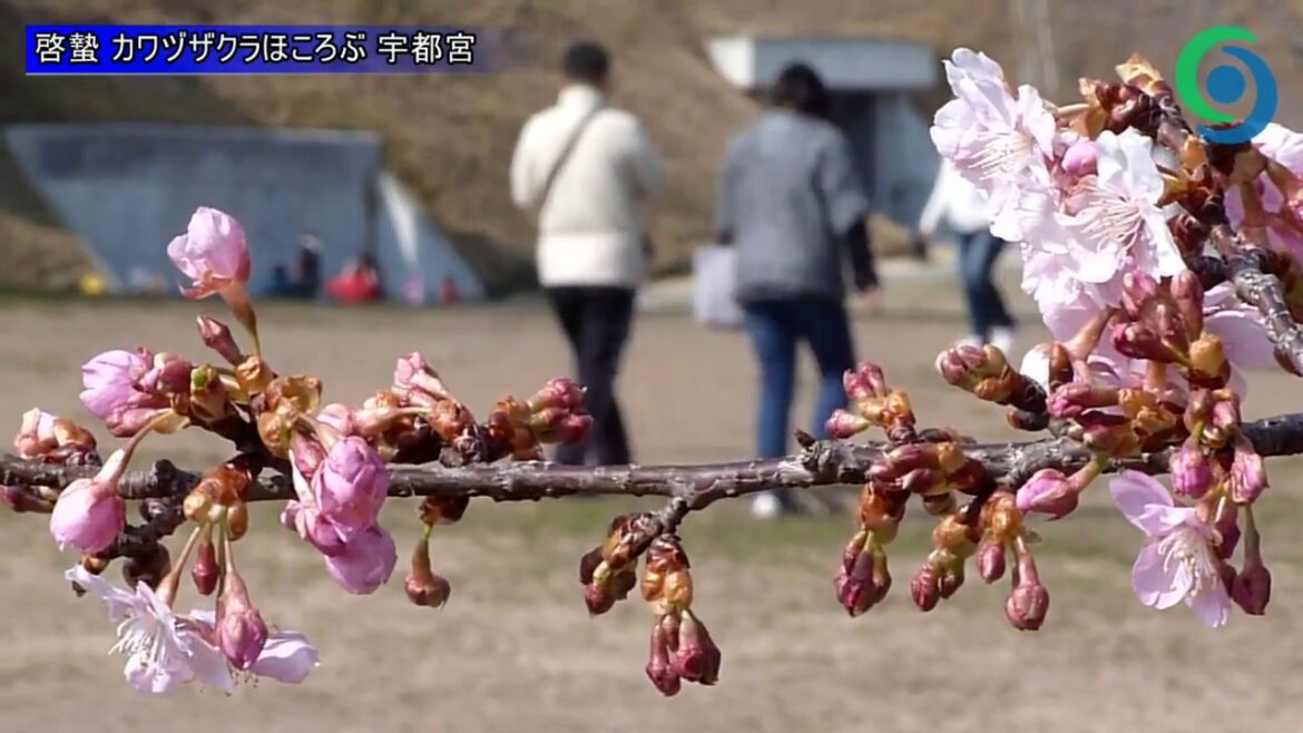 啓蟄 カワヅザクラほころぶ 宇都宮