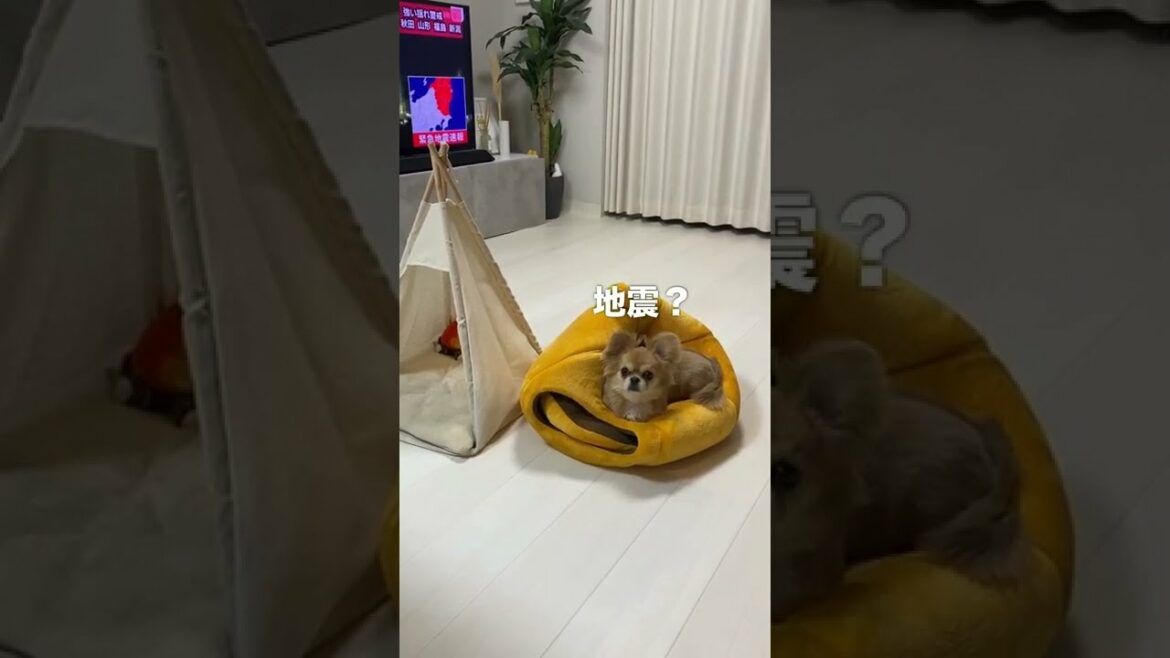 緊急地震速報後の愛犬ハナの行動 #shorts