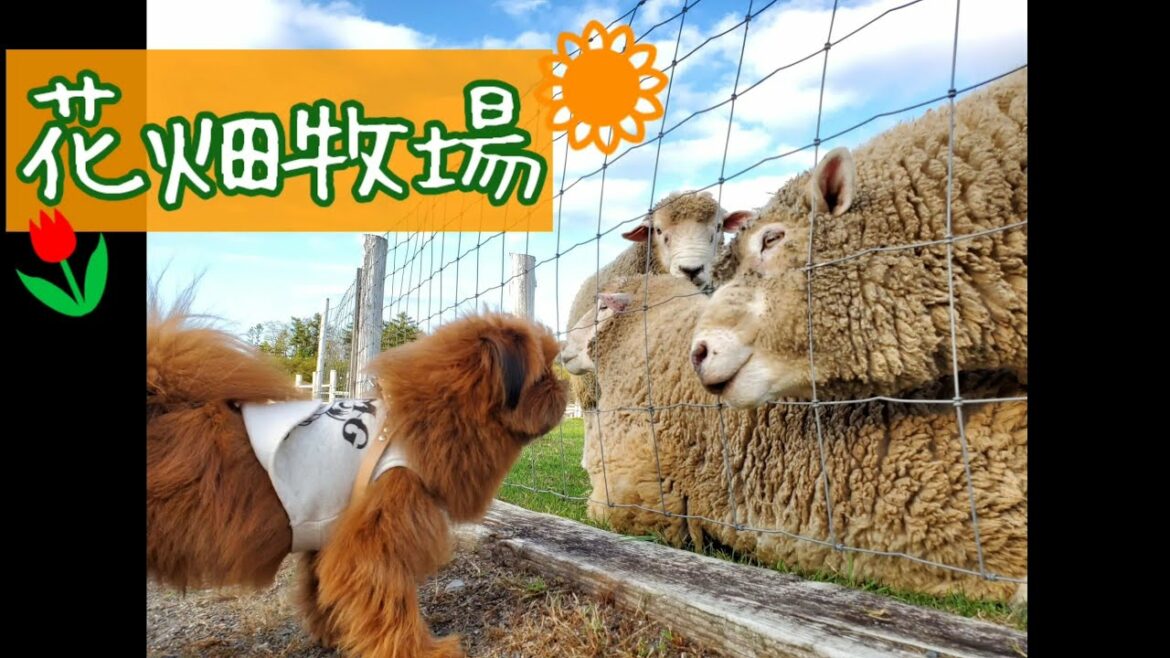 花畑牧場にヤギ羊馬そして、犬【Mixdog】No.35