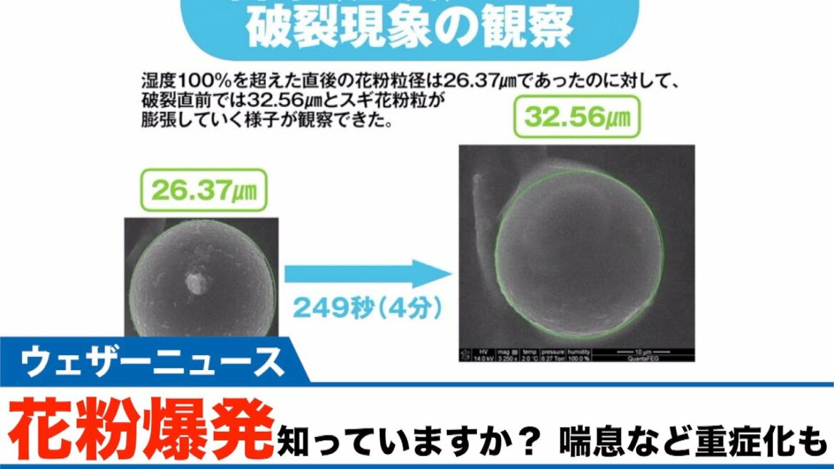 花粉爆発？？ 黄砂などで発生し喘息など重症化も