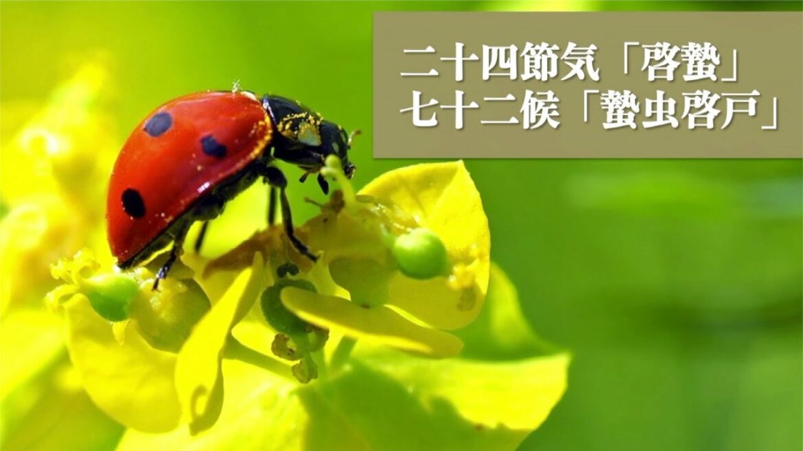 虫達が目を覚ます頃二十四節気「啓蟄」、七十二候「蟄虫啓戸」