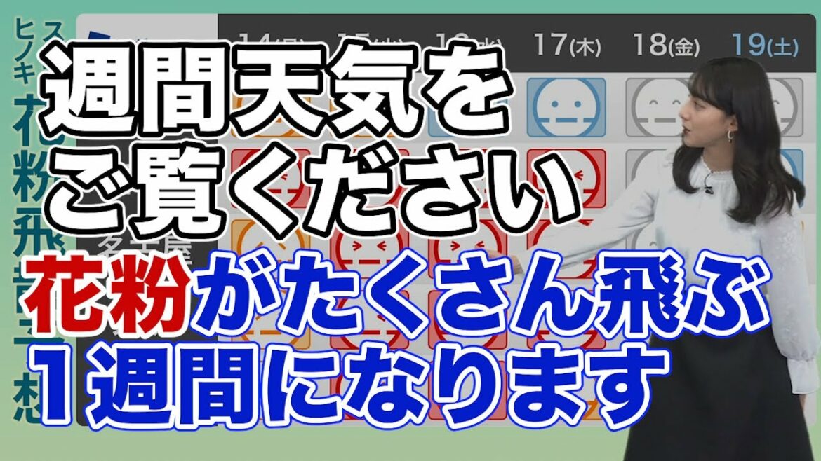 週前半は花粉の飛散が多くなる予想