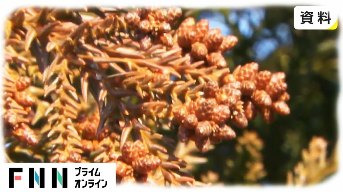 都内の花粉予想　飛散量 例年の約7割