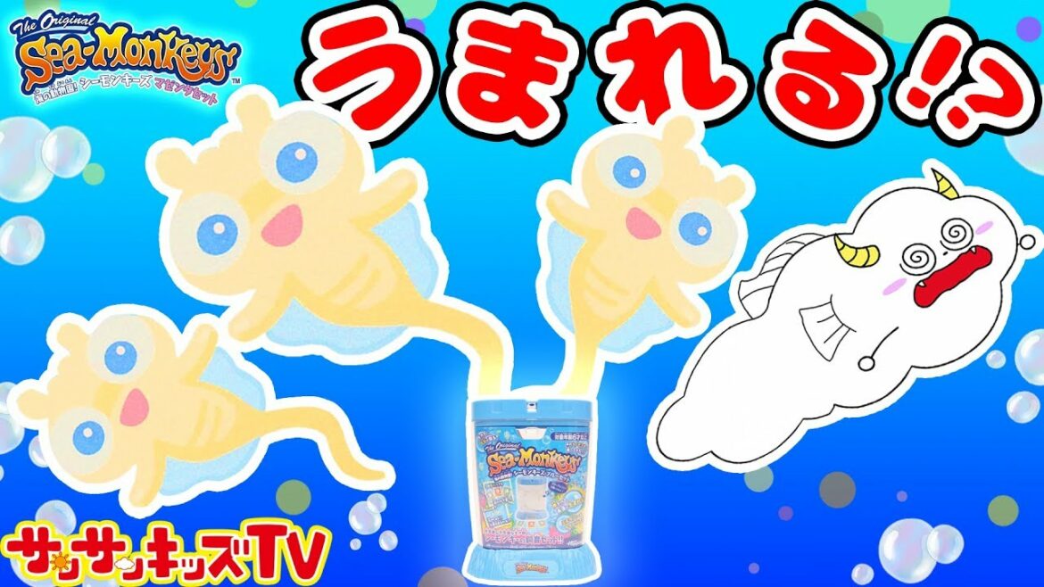 シーモンキーズ 不思議な生き物がうまれる!? 飼育チャレンジ!★サンサンキッズTV★ シーモンキーズ 不思議な生き物がうまれる!? 飼育チャレンジ!★サンサンキッズTV★