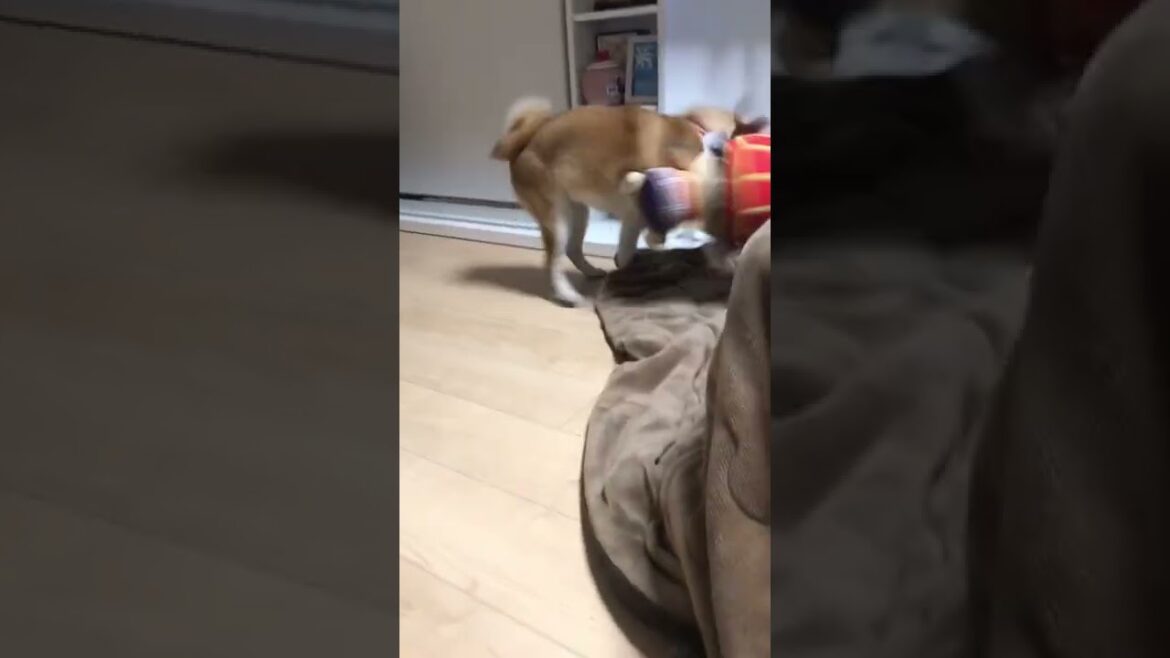 衝撃映像撮れちゃいました。#shorts #子犬 #柴犬