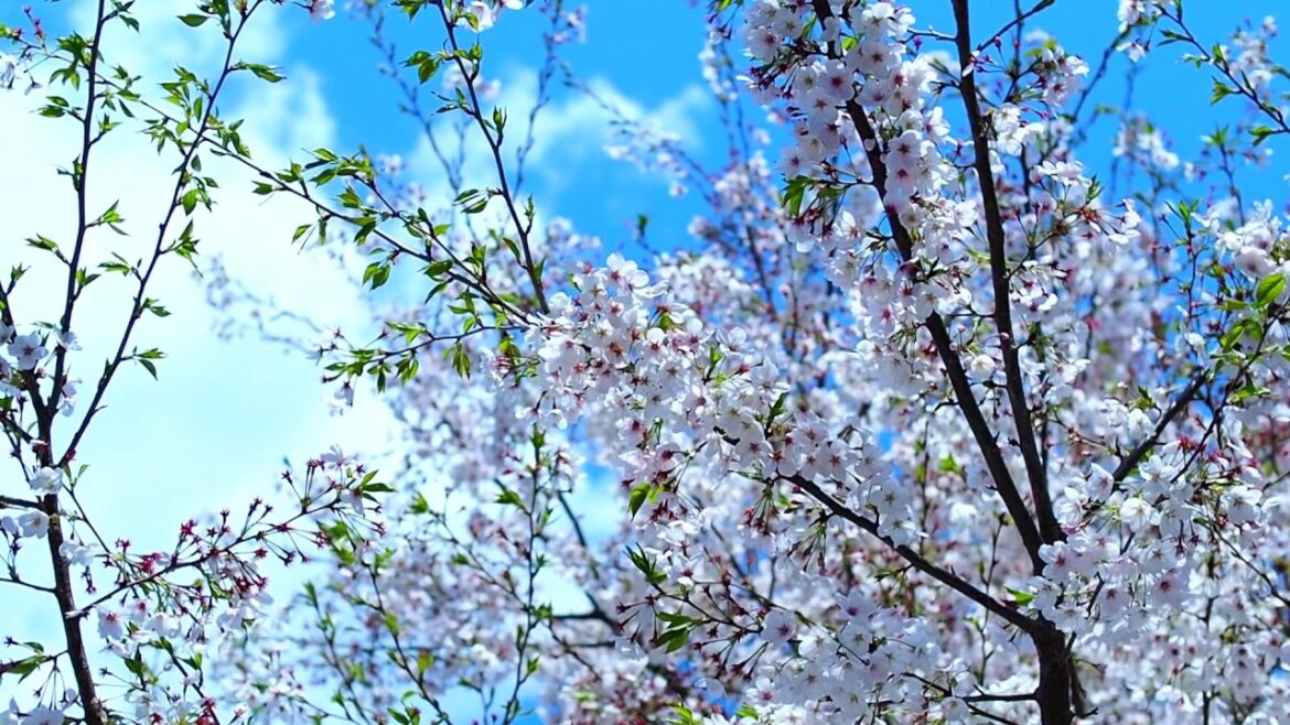 Ukulele BGM 桜の花 Sakura  明日、春が来たら(松たか子) OLYMPUS OM-D E-M5 Mark II Ukulele BGM 桜の花 Sakura  明日、春が来たら(松たか子) OLYMPUS OM-D E-M5 Mark II