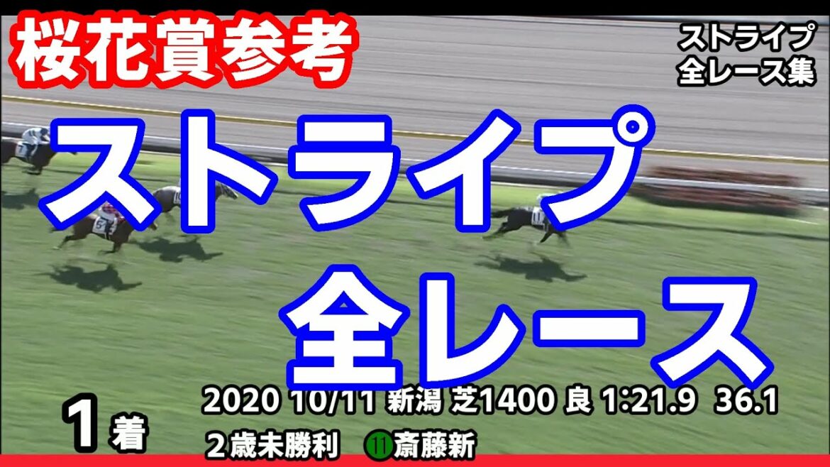 【桜花賞2021予想参考】ストライプ全レース集~クロッカスステークス2021【パドック競馬】