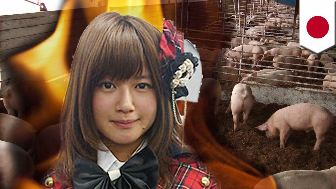 前田敦子ものまね辞め養豚場へ