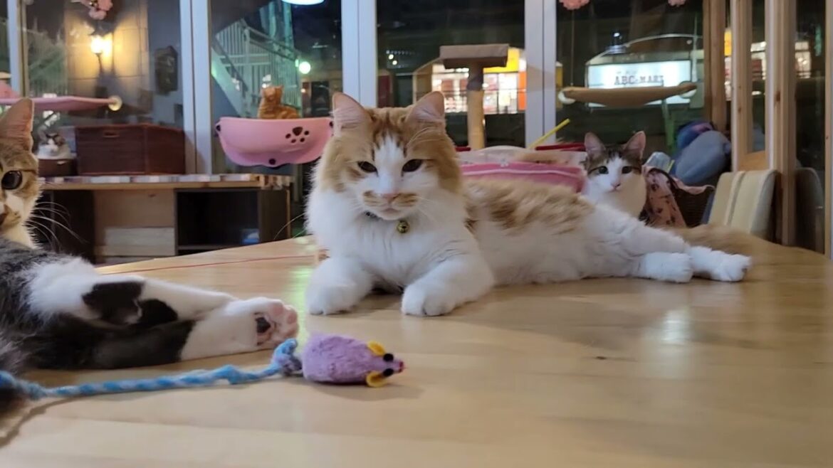 【昨日の地震‼️😿】当店は3.11で津波を被った施設内にあり‼️💦地震後のご報告を明日致します‼️😵💧