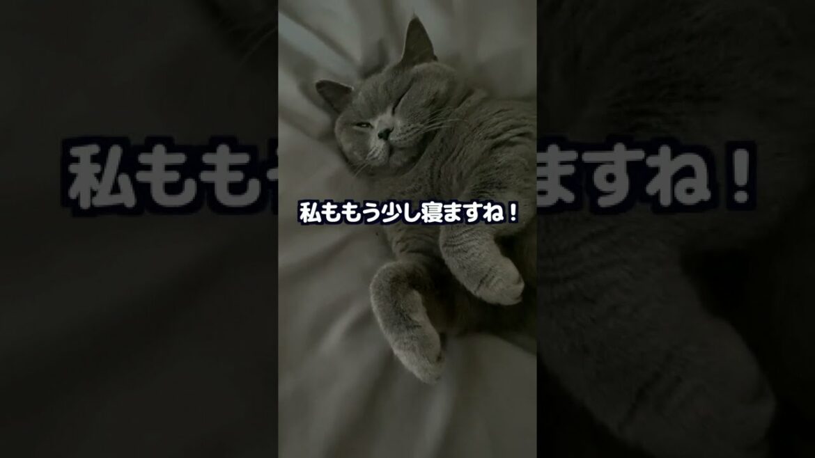 モデルナ】3回目ワクチン接種した翌朝。いつもと違う猫がかわいい #shorts