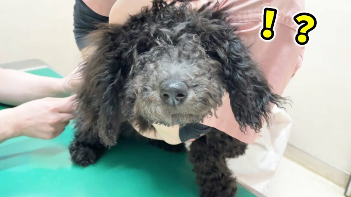 ワクチン接種に大喜びする子犬【スタンプーのショコラお嬢様】
