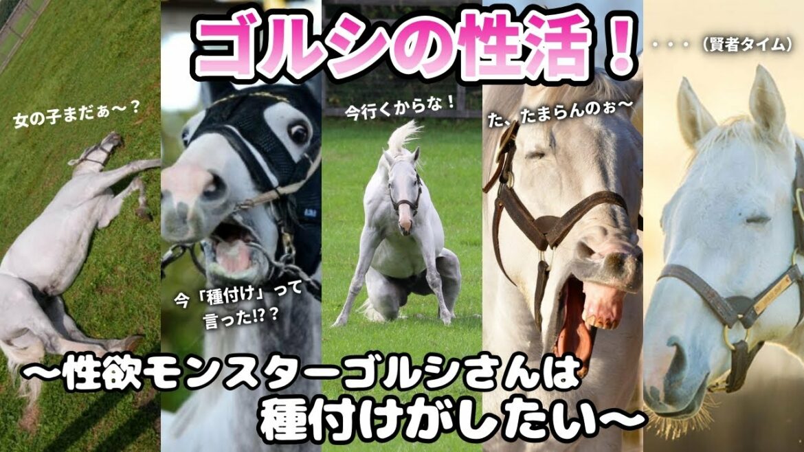 【止まらない性欲】ゴールドシップの種付け生活！ゴルシ伝説は種牡馬でも作られる【競馬】