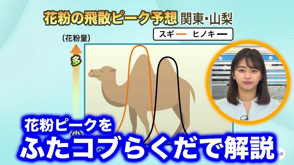 【花粉ピーク】今週末は花粉が大量飛散「ふたコブらくだ」でピーク時期を解説