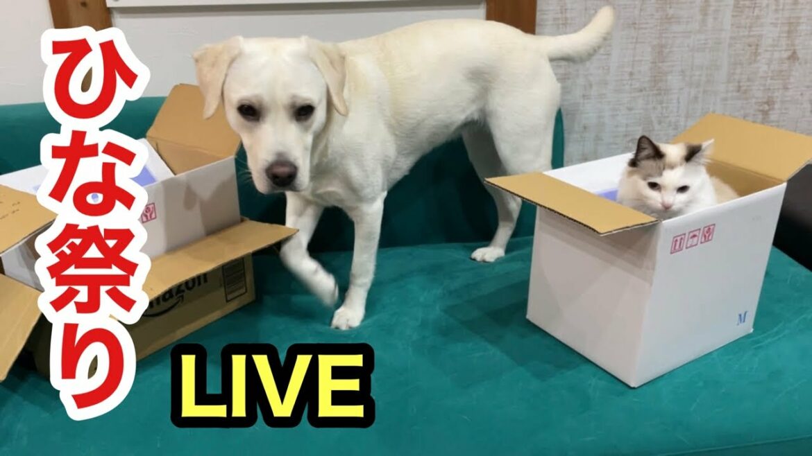 桃の節句 ひな祭りライブ