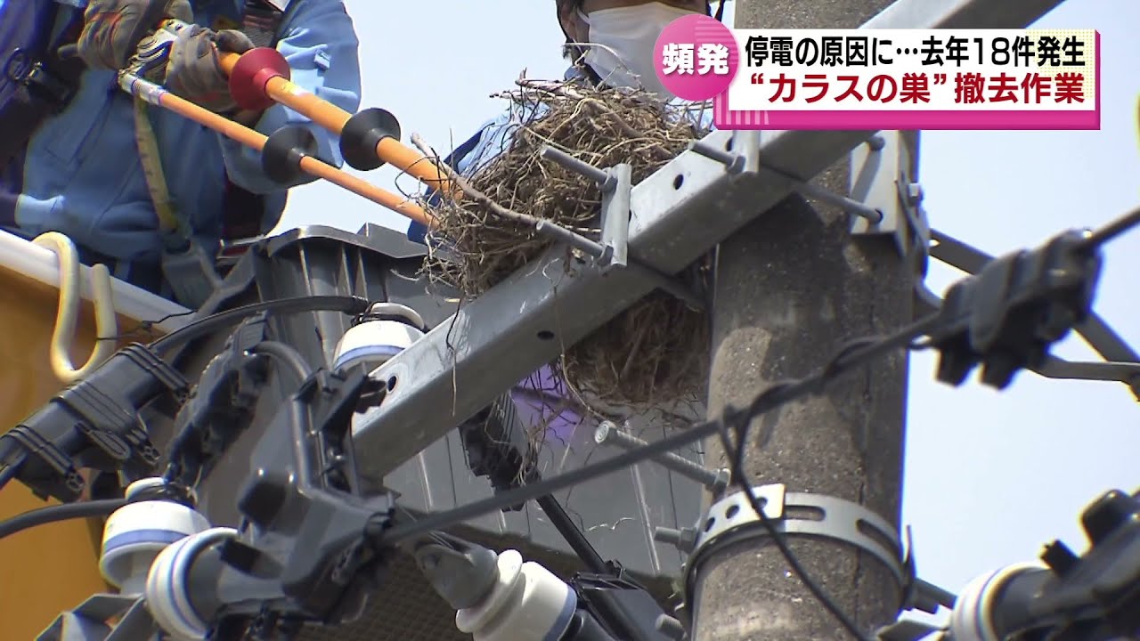 【停電の原因】“カラスの巣”を撤去…去年１年間で停電１８件６０００個以上の巣が…《新潟》