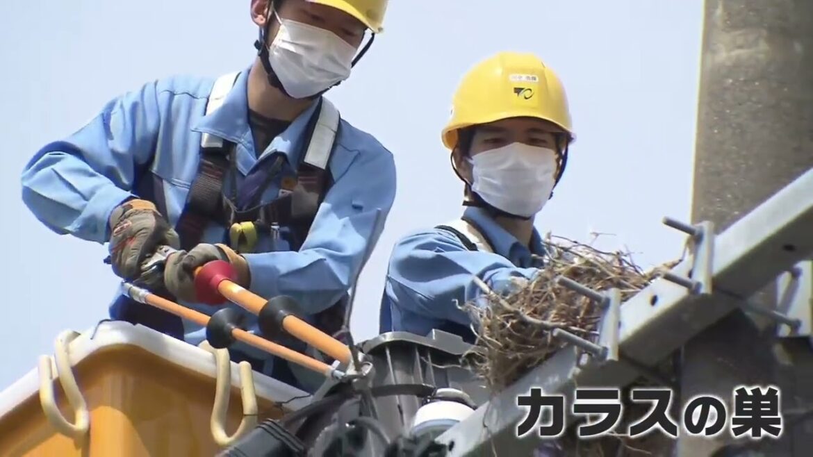 【停電の原因となるカラスの巣】東北電力が撤去作業を公開　《新潟》