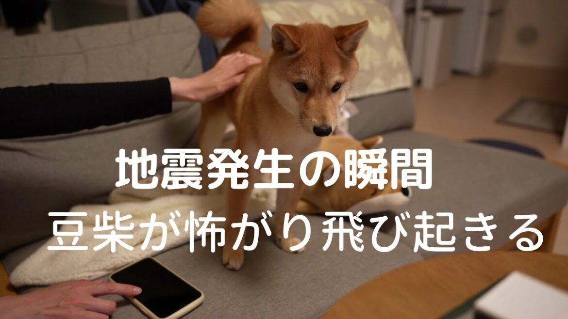 【地震】突然の地震に驚き起き上がる豆柴｜地震発生の瞬間｜初めての地震｜震源地の震度６強