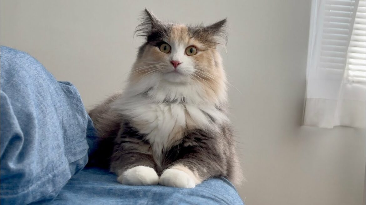 【最大震度5】みるふを撮影してたら地震がきた 【最大震度5】みるふを撮影してたら地震がきた