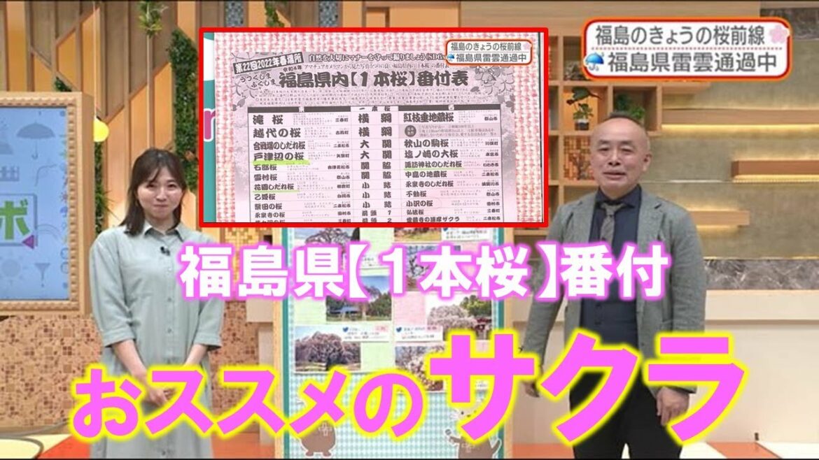 【福島県の１本桜番付 おススメのサクラ】防災ラボ （テレポートプラス４月７日放送）
