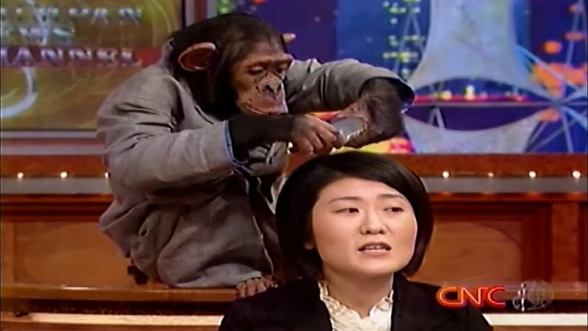 光浦さんとチンパンニュース