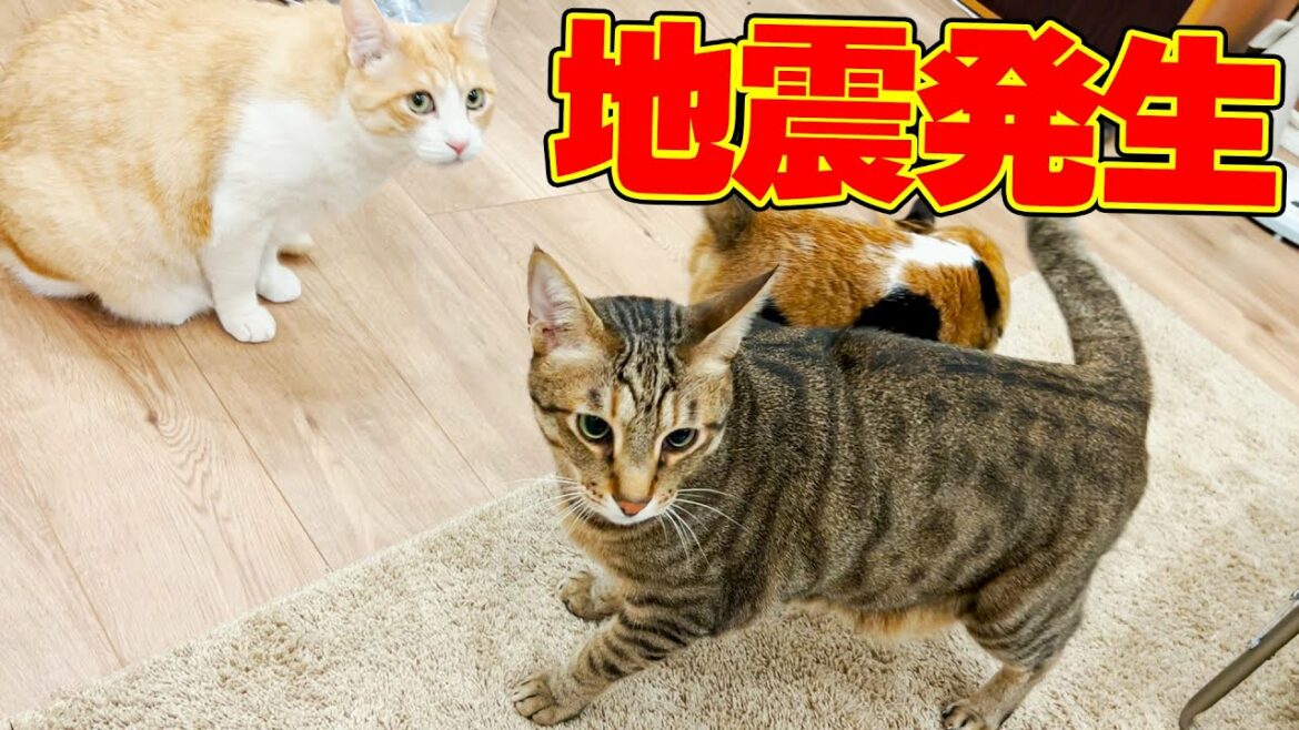 最大震度6強の地震が来て猫達が大慌てに…！まさかのアクシデントも発生しました。。。