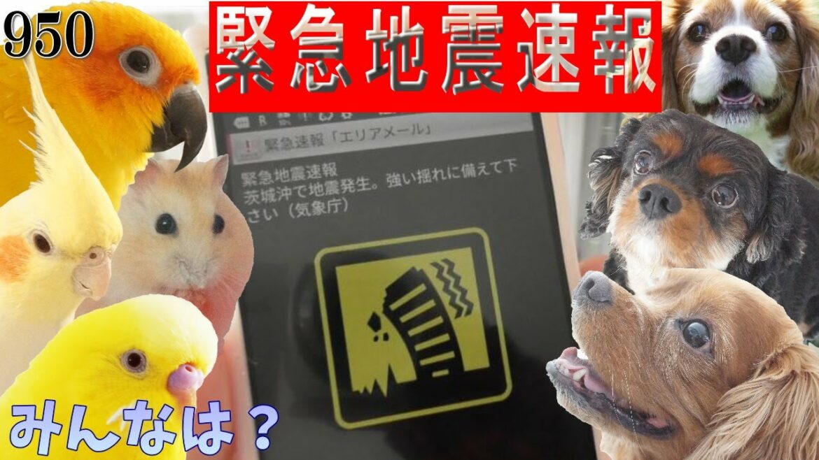 緊急地震速報時の動物さんの状態&オカメインコの羽根その後｜犬とインコとハムスター多頭飼いvlog動画950 Japanese earthquake animals