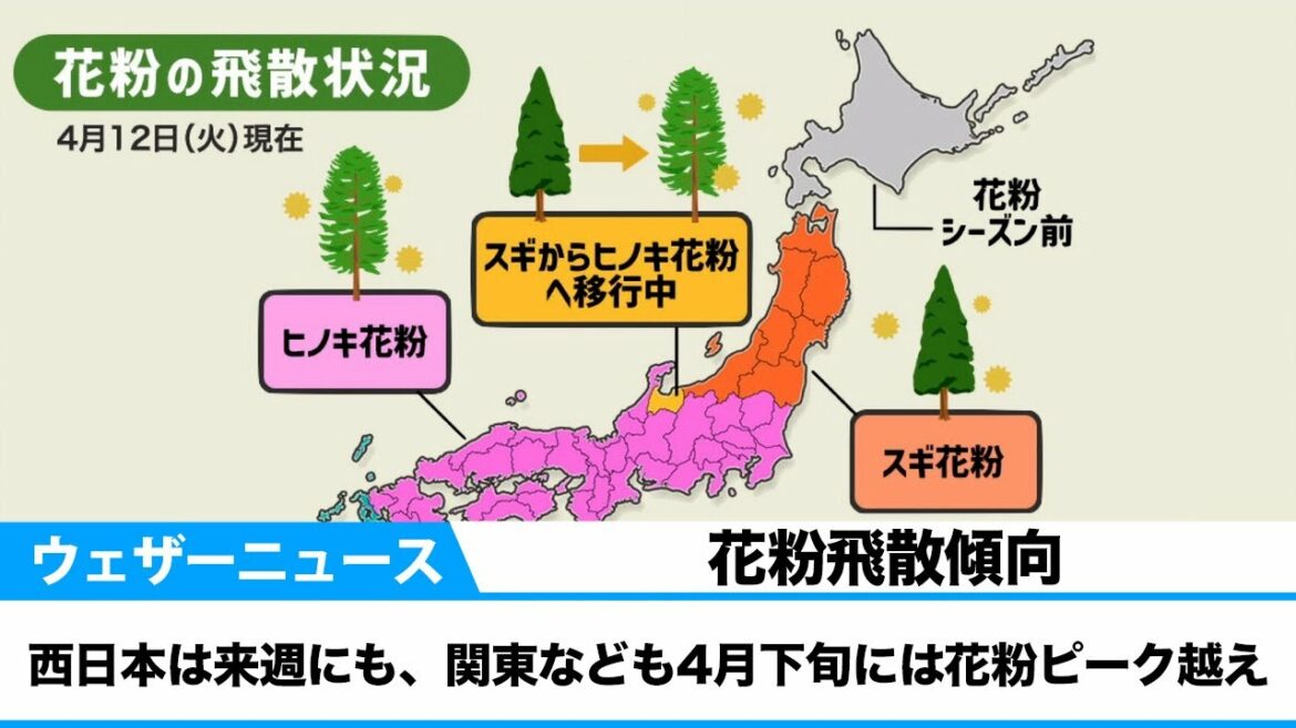 花粉飛散傾向 西日本は来週にも、関東なども4月下旬には花粉ピーク越え