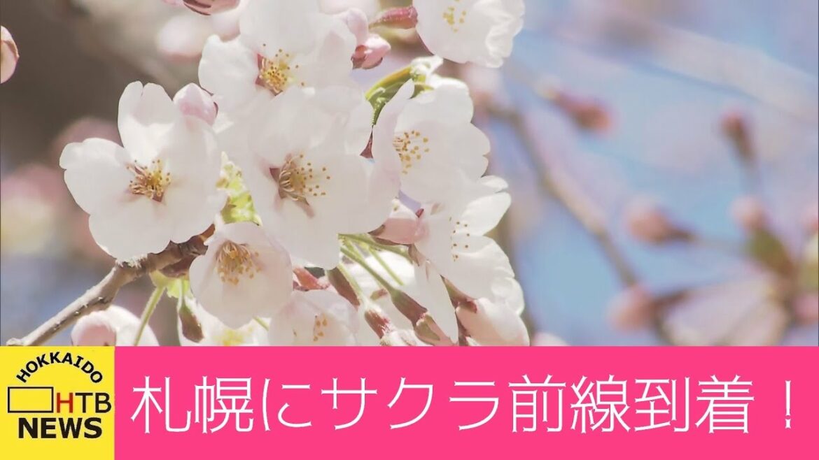観測史上３番目の早さ…札幌でも桜開花発表