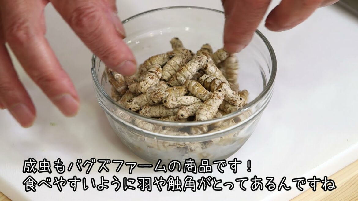 【おまけトーク😍】カイコのグラタン｜昆虫食｜井上咲楽