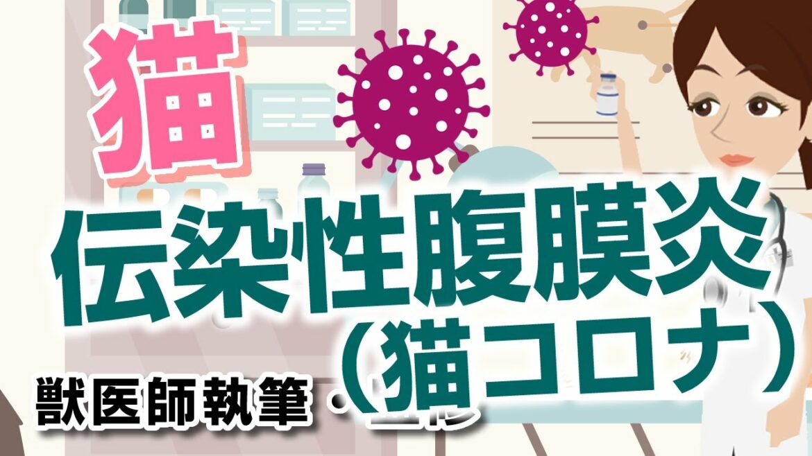 猫伝染性腹膜炎（猫コロナウイルス）について【獣医師執筆監修】症状から治療方法まで