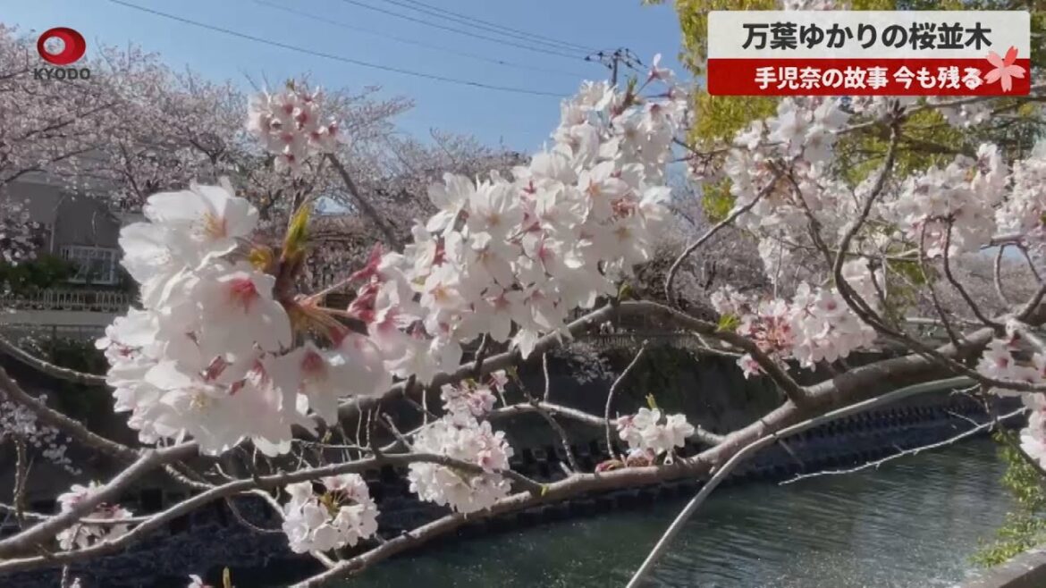 万葉ゆかりの桜並木 手児奈の故事、今も残る