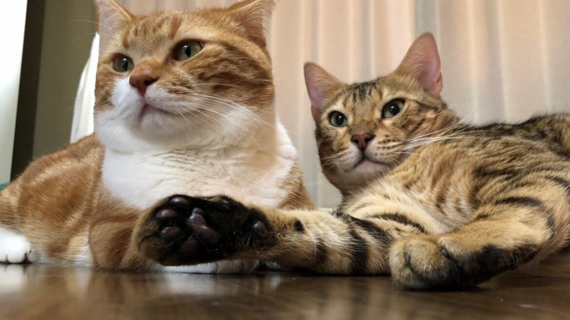 この2匹の猫はこの後どうなるか答えよ