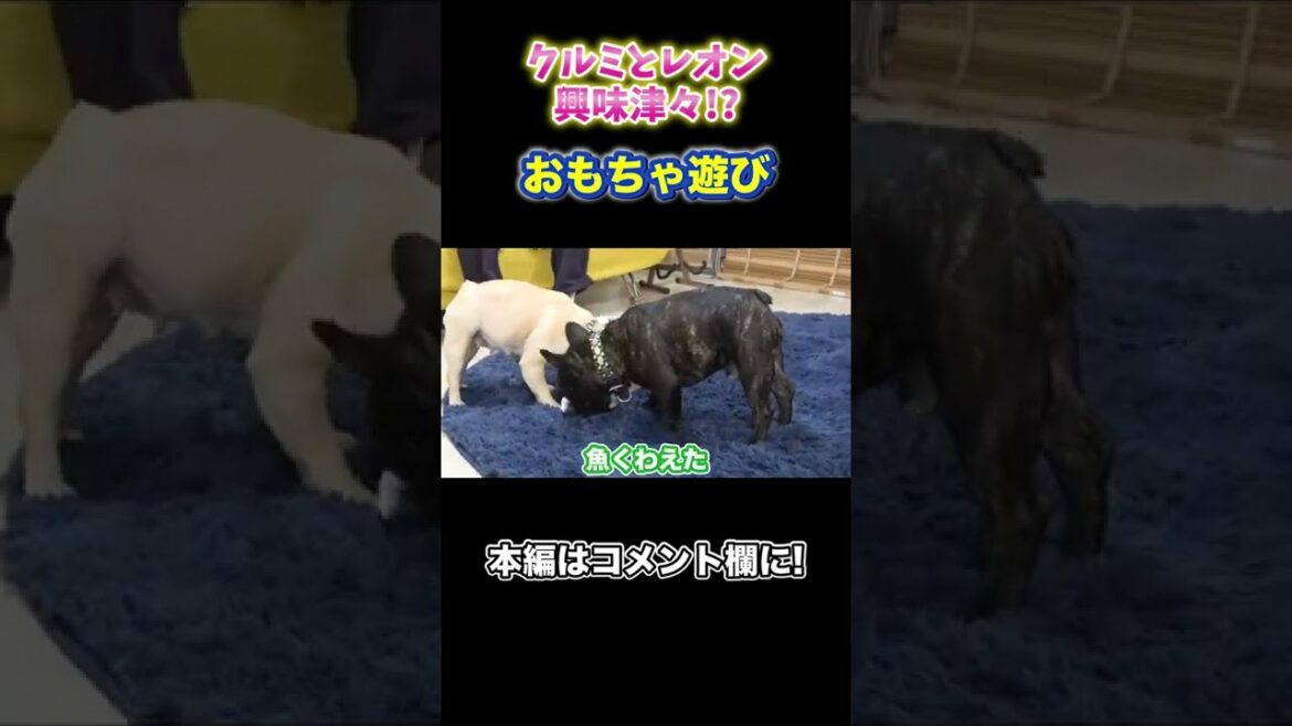クルミとレオン本気のおもちゃ遊び！#Shorts #草彅剛 #おもちゃ