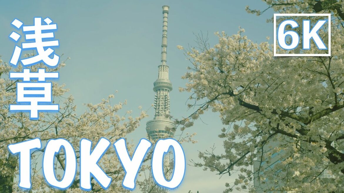 【6K】桜さく浅草 / Cherry Blossoms in "ASAKUSA"  #スカイツリーと桜 #浅草寺 / LUMIX S1 / DJI RS2