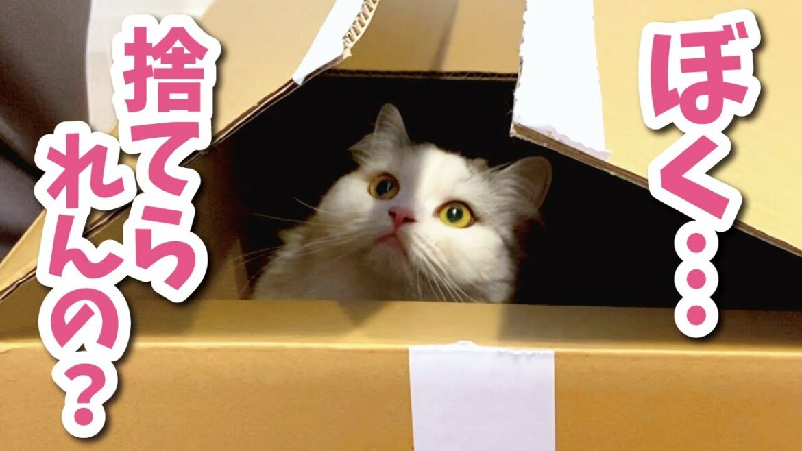 コロナ感染者への物資のお礼に猫を送り返してみました